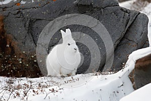 Arctic hare sitting by a rock