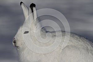 Arctic Hare staring with ears pointing up on a snowy tundra