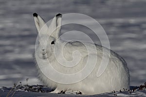 Arctic Hare staring towards the camera on a snowy tundra