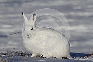 Arctic Hare staring towards the camera on a snowy tundra