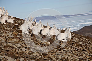 Arctic Hares on a Hillside