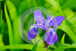 Arctic Iris-Iris setosa