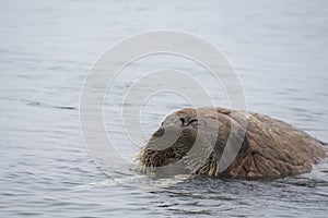 Arctic Island of Svalbard Norway, Walrus in the cold Water of the Arctic Ocean