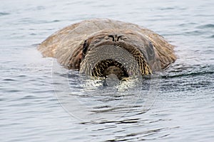 Arctic Island of Svalbard Norway, Walrus in the cold Water of the Arctic Ocean