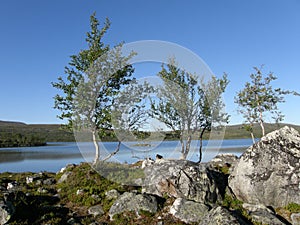 Arctic landscape