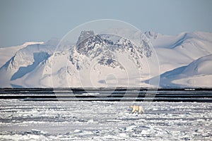 Arctic landscape with polar bear