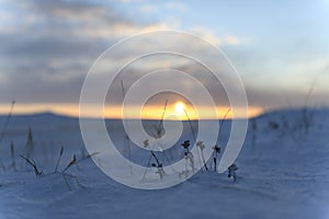 Arctic landscape in winter time. Grass with ice and snow in tundra. Sunset