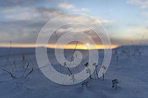 Arctic landscape in winter time. Grass with ice and snow in tundra. Sunset