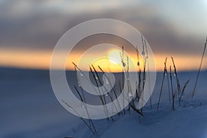 Arctic landscape in winter time. Grass with ice and snow in tundra. Sunset