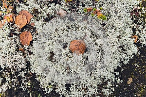 Arctic lichens. Rock surface with lichen and moss texture. Nature colors abstract background.