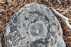 Arctic lichens. Rock surface with lichen and moss texture. Nature colors abstract background.