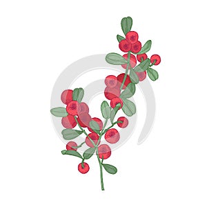 Arctic lingonberries and leaves isolated on white background. Beautiful detailed botanical drawing of ripe boreal forest
