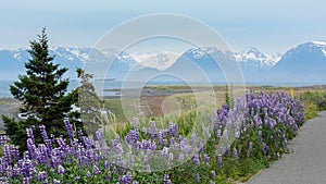 Arctic Lupine FLowers Homer Alaska