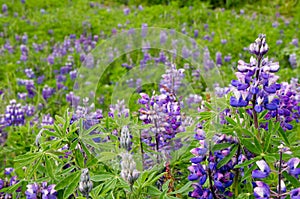 Arctic lupines, Iceland