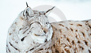 The Arctic Lynx