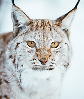 The Arctic Lynx