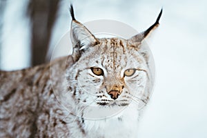 The Arctic Lynx