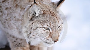 The Arctic Lynx