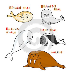 Arctic marine mammals with names. Vector cartoon color image.