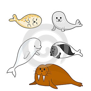 Arctic marine mammals set seals and walrus. Vector cartoon color image.