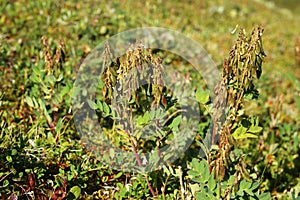 Arctic milkvetch (Astragalus frigidus) in fruiting stage