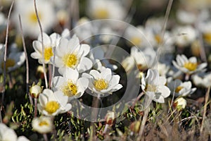 Arctic mountain avens forming a large colony of flowers on the arctic tundra