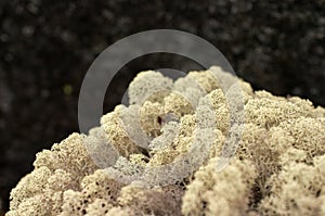 Arctic mountain moss photo