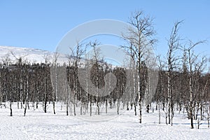 Arctic nature in Finnish Lapland