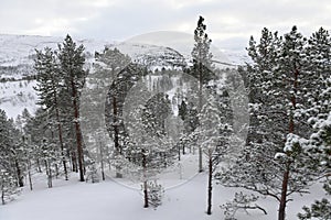 Arctic Norway in Winter
