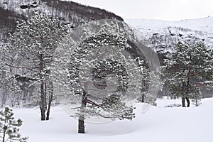 Arctic Norway in Winter