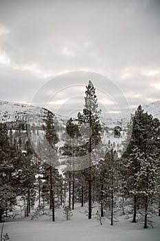 Arctic Norway in Winter