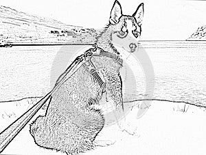 Arctic Norwegian Husky - Pencil Drawing