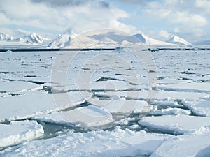 Arctic Ocean - pack ice on the sea surface