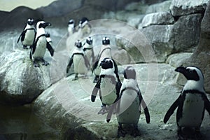 Arctic Pinguins photo