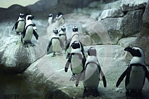 Arctic Pinguins