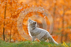 Arctic polar fox running in orange autumn leaves. Cute Fox, fall forest. Beautiful animal in the nature habitat. Orange fox, detai