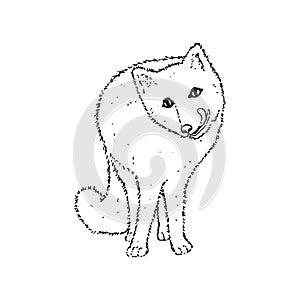 Arctic polar white fox. Hand drawing sketch. Black outline on white background. Vector illustration