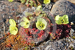 Arctic Poppy (Papaver radicatum)