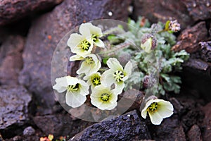 Arctic Poppy (Papaver radicatum)