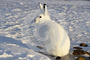 Arctic rabit in Arviat, Canada