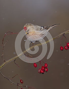 Arctic Redpoll - Acanthis hornemanni