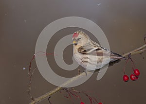 Arctic Redpoll - Acanthis hornemanni photo