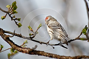 Arctic Redpoll - Acanthis hornemanni known in North America as the hoary redpoll, is a bird species in the finch family