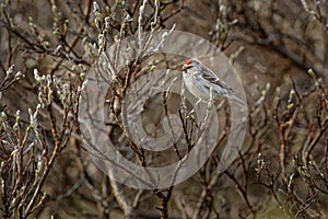 Arctic Redpoll - Acanthis hornemanni known in North America as the hoary redpoll, is a bird species in the finch family