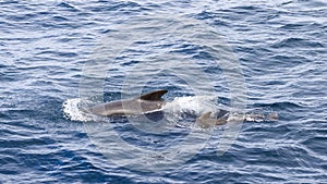 Arctic\'s deep blue sea frames pilot whale calf following mother, marked by frothy wakes