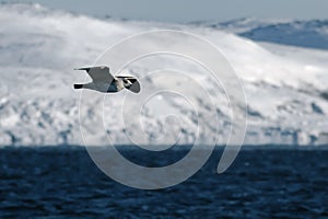 Arctic seagull is flying over Barents Sea