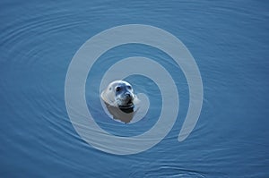 Arctic seal 1