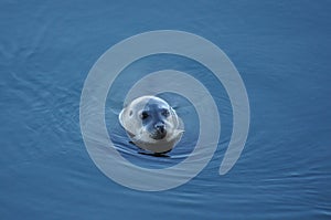 Arctic seal 3
