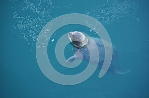 Arctic seal 4