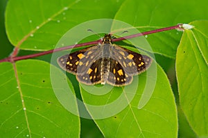 Arctic Skipper Butterfly - Carterocephalus mandan photo